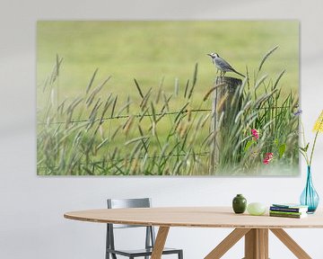 Witte kwikstaart van Danny Slijfer Natuurfotografie