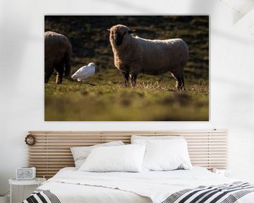 Koereiger met schaap van Danny Slijfer Natuurfotografie