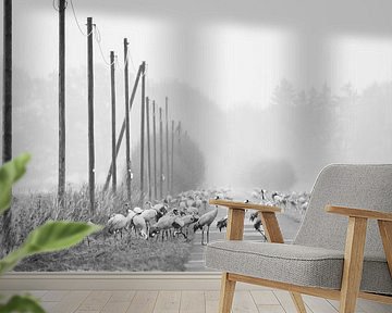 Overstekende kraanvogels