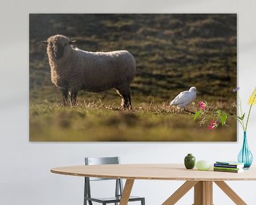 Koereiger met schaap van Danny Slijfer Natuurfotografie