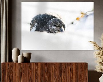 Schwarzkehlchen im Schnee von Danny Slijfer Natuurfotografie