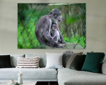 Singe mère et fils au zoo de Blijdorp sur Remco Paauwe