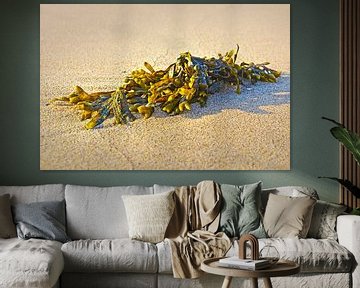 Zeewier op het strand van Noordwijk van Frans Blok