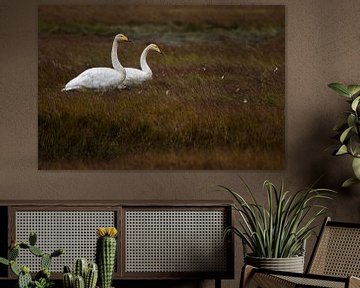 Wild swans in Iceland by Danny Slijfer Natuurfotografie