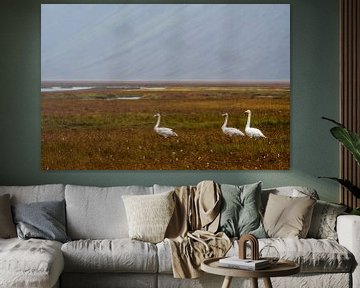 Wild swans in Iceland by Danny Slijfer Natuurfotografie