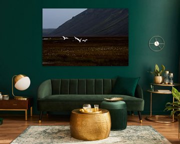 Wilde Schwäne in Island von Danny Slijfer Natuurfotografie