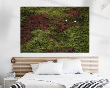 Wild swans in Iceland by Danny Slijfer Natuurfotografie