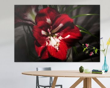 Amaryllis sur Rob Boon