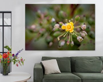 Gelbe Mahagoni-Blume von Rob Boon