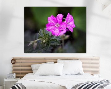 Geranium van Rob Boon