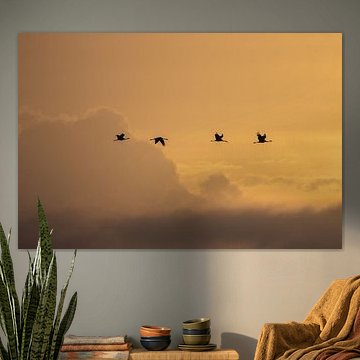 Cranes in the morning sun