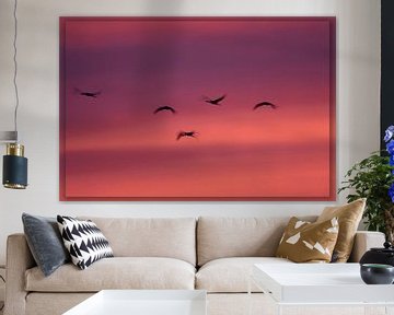 Cranes in evening light by Petra van der Zande