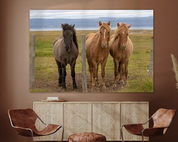 Icelandic horses by Petra van der Zande