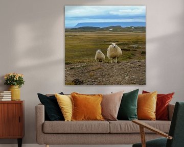 Moutons en Islande sur Petra van der Zande