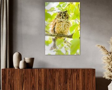 A long-eared owl in autumn by Danny Slijfer Natuurfotografie