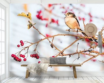 Staartmeesje in de meidoorn