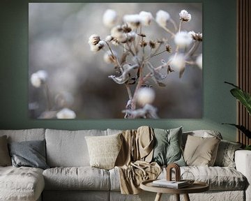 Winterbloemen, kou deert hun niet