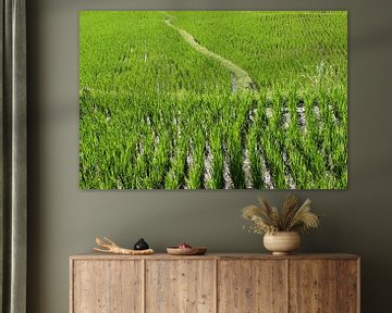 Balinese rijstvelden van Inge Hogenbijl