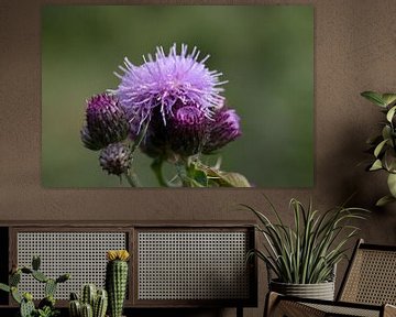 De speerdistel of Cirsium vulgare is een plant uit het geslacht vederdistel van W J Kok