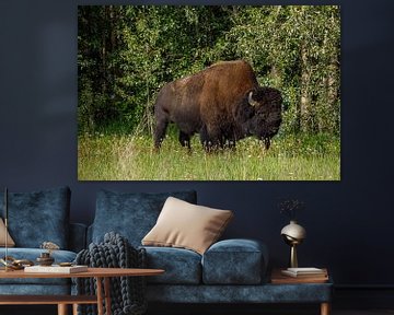Wild bison on the Alaska Highway by Roland Brack
