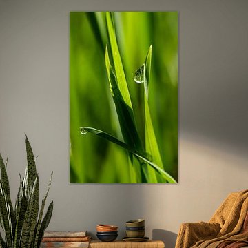 Dauw in de ochtend op de weide