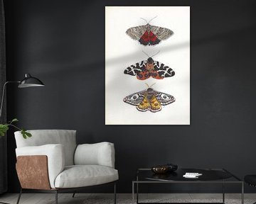 Colourful moths by Jasper de Ruiter