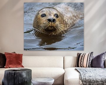 Portret van een zeehond van Jens Sessler