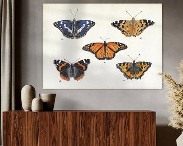 Papillons diurnes sur Jasper de Ruiter
