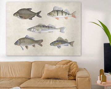 Collage de poissons d'eau douce sur Jasper de Ruiter