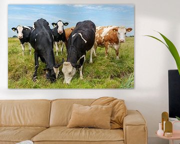 Curious cows by Gert Spierenburg