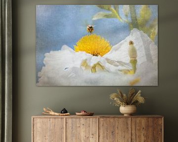 Biene mit Pollensäckchen über einer gelb-weißen Blüte