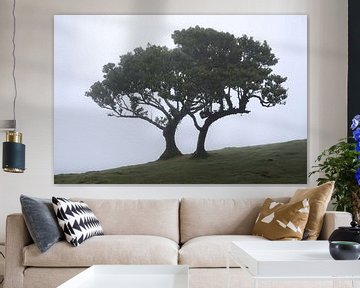 Bomen in Fanal op Madeira in de mist van Jens Sessler