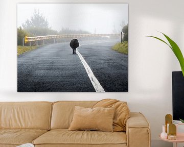 A sheep walks on a Madeira road in the fog