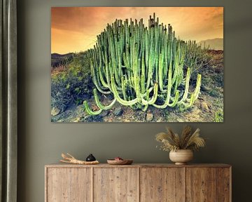 Cactus by Arnaud Bertrande
