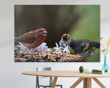 Des oiseaux à la mangeoire du jardin au  printemps sur Claude Laprise