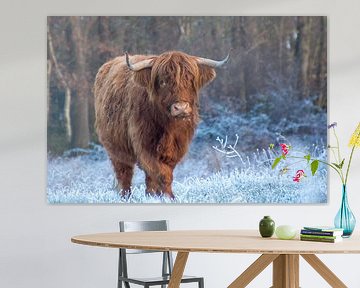 Schotse hooglanders