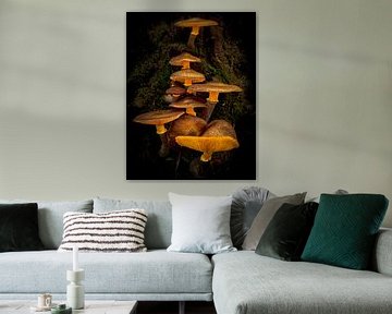 Champignons lumineux sur Ed van der Reek