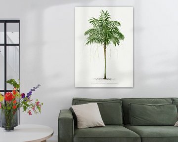 Palmplant | Arcea (Linospadix) Monostachya van Peter Balan