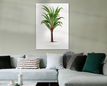 Palmplant | Hypophorbe Amaricaulis van Peter Balan