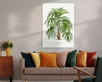 Palmplant | Acanthorhiza Aculeata van Peter Balan