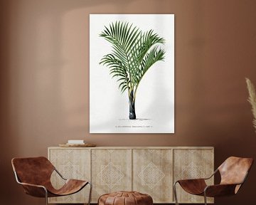 Palm plant | Hypotphorbe Verschaffelti by Peter Balan