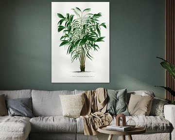 Palmplant | Astrocaryum Murumuru van Peter Balan