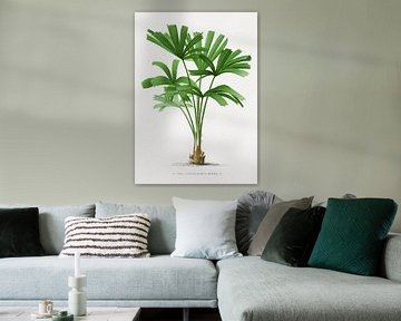 Palm plant | Licuala Spionsa by Peter Balan