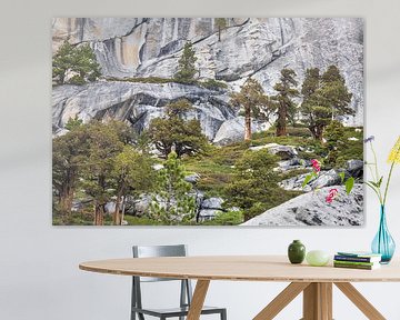 Rotsplateau met bomen in Yosemite National Park van Anouschka Hendriks