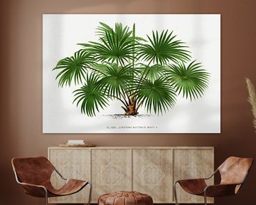 Palmplant | Livistona Australis van Peter Balan