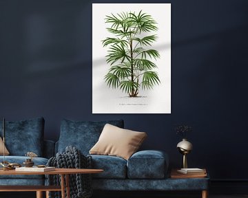 Palmplant | Rhapis Flabelliformis van Peter Balan