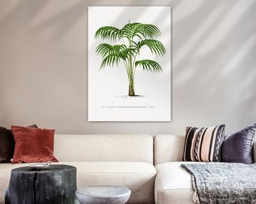 Palmboom | Kentia (Grisebachia) Forsteriana van Peter Balan