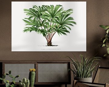 Palmplant | Livistona Hoogendorpii van Peter Balan