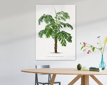 Palm plant | Martinezia Lindeniana by Peter Balan