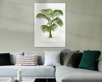 Palm familie | Kentia (Hedyscepe) Canterburyana van Peter Balan